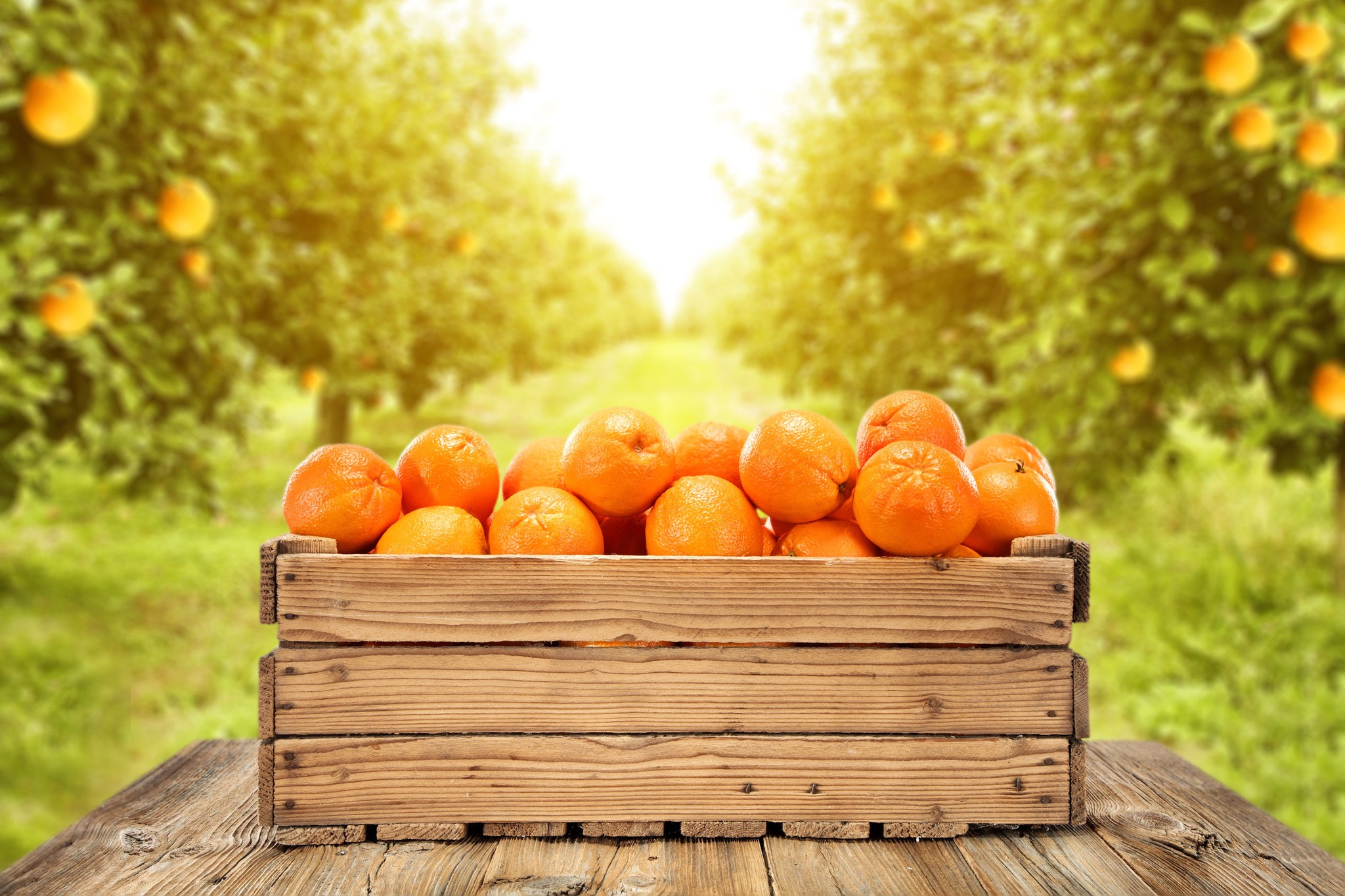 Oranges