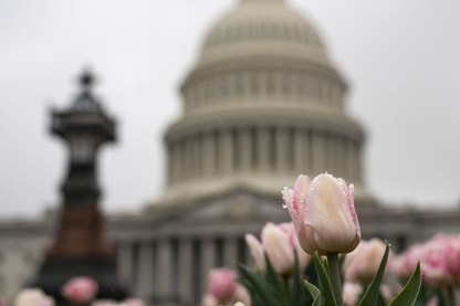 Cap Bloom