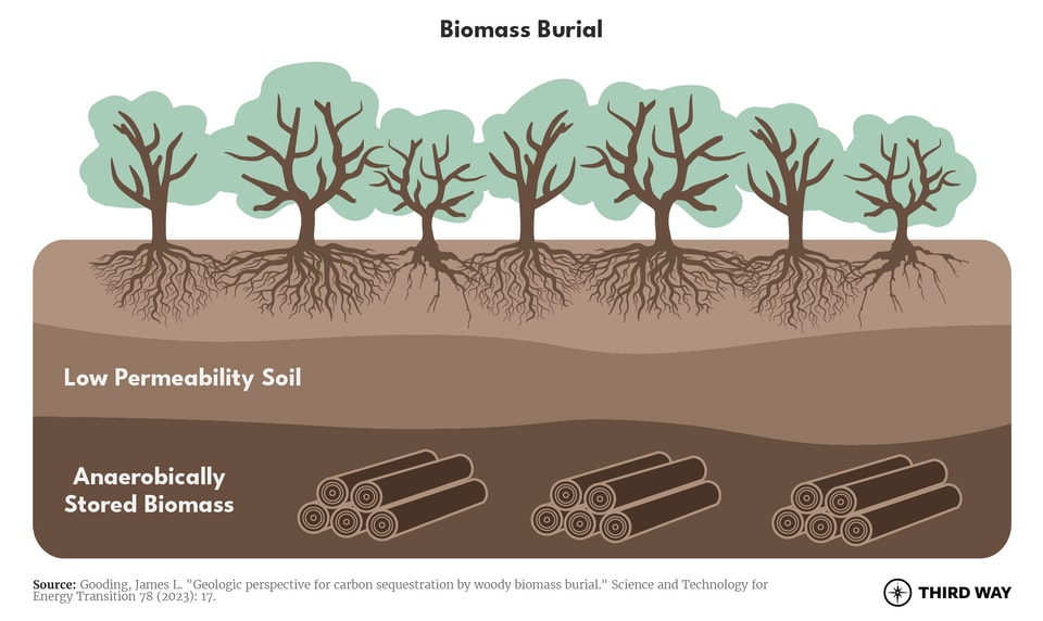 CDR900_biomass burial